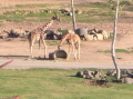 wild animal park 6